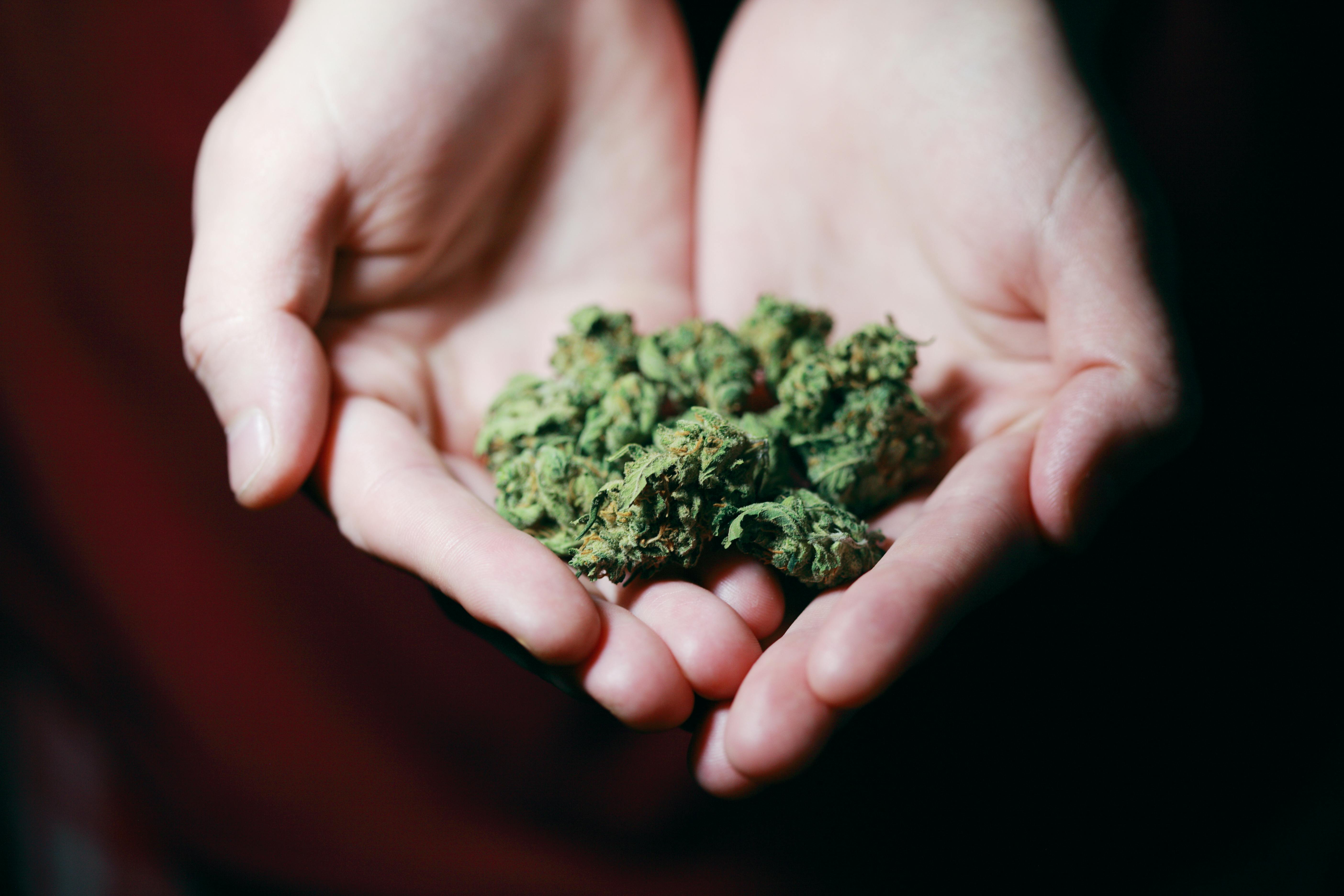 hands holding cannabis flower